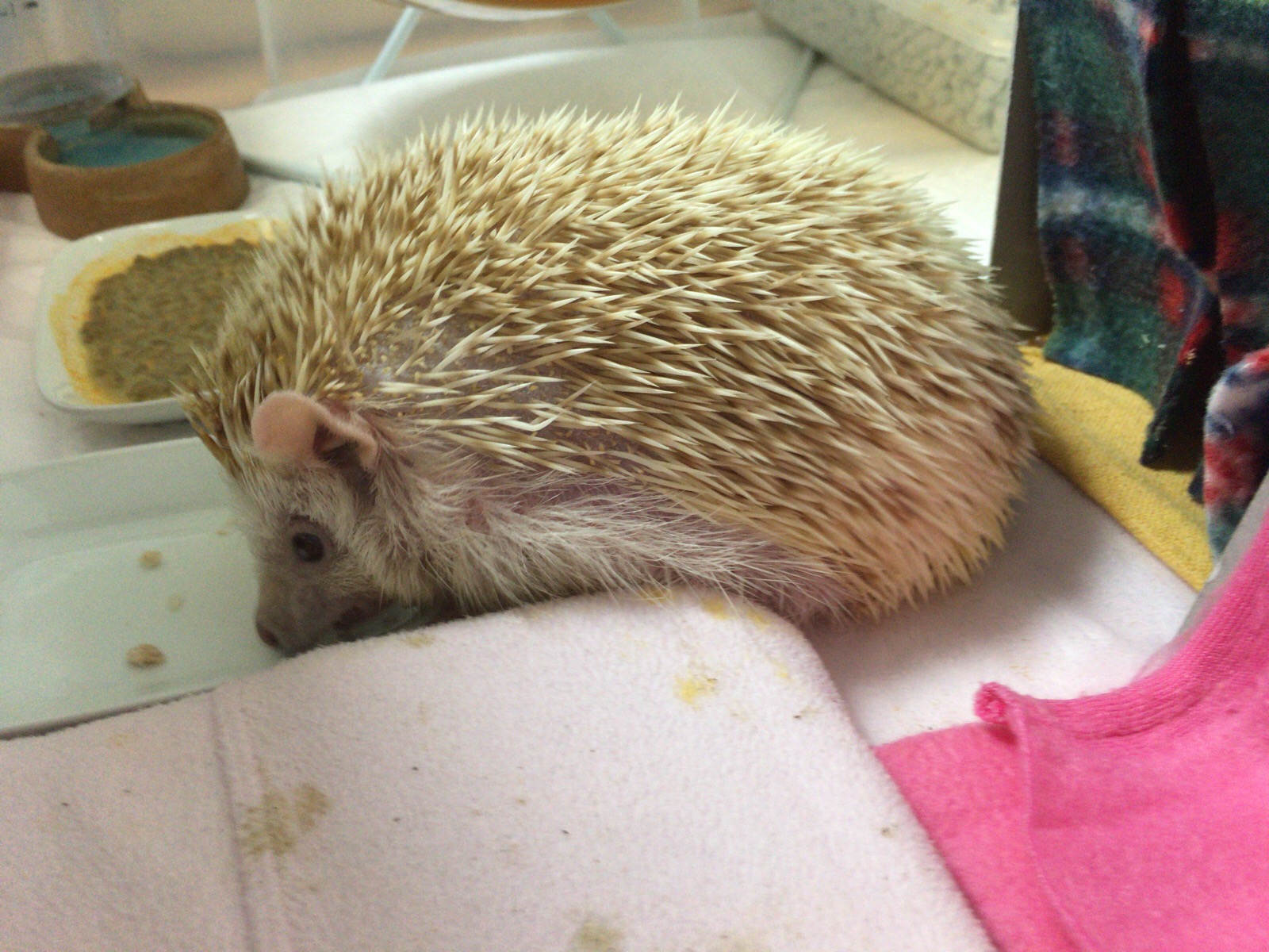 ハリネズミのポンデさん20181030